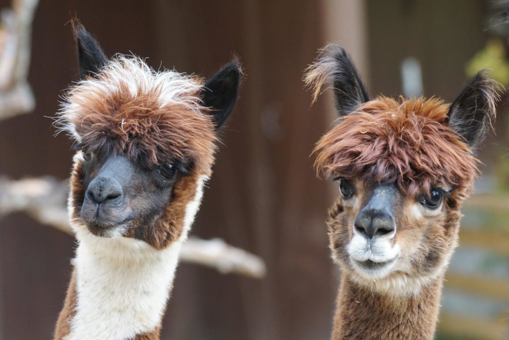 Las alpacas podrían tener una clave para neutralizar el COVID-19 | El