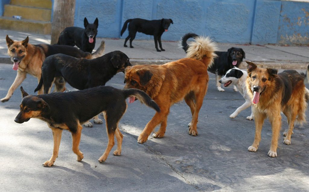 Superpoblación de perros y gatos: El nuevo proyecto prevé 44 mil castraciones al año