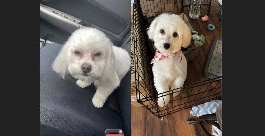 Llevó a su cachorro a la peluquería y le devolvieron un perro adulto