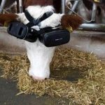 Granjero le pone gafas de realidad virtual a las vacas para aumentar la producción de leche