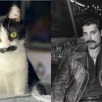Mostaccioli: el gato furor en redes que se parece a Freddie Mercury