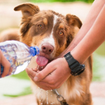 Golpe de calor en mascotas: cómo reconocerlo y qué hacer ante un caso así