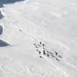El video que se hizo viral: Un pingüino tratando de salvarse de un desprendimiento de hielo