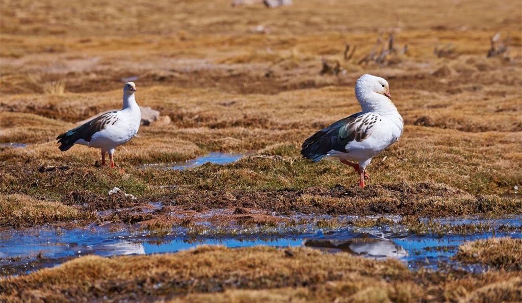 El caso fue confirmado por SENASA en un ave migratoria silvestre de la laguna de Pozuelos, cerca de la frontera con Bolivia.